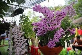 Khám phá thế giới loài lan | Nông Nghiệp Phố