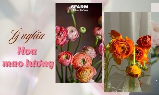 Hoa mao lương: Ý nghĩa, đặc điểm và cách trồng đơn giản tại nhà