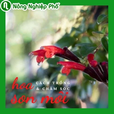 Cách trồng và chăm sóc hoa son môi cho hoa quanh năm | Nông nghiệp phố