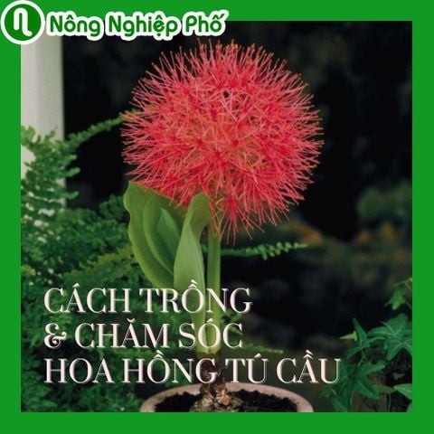 Cách trồng và chăm sóc hoa hồng tú cầu | Nông nghiệp phố