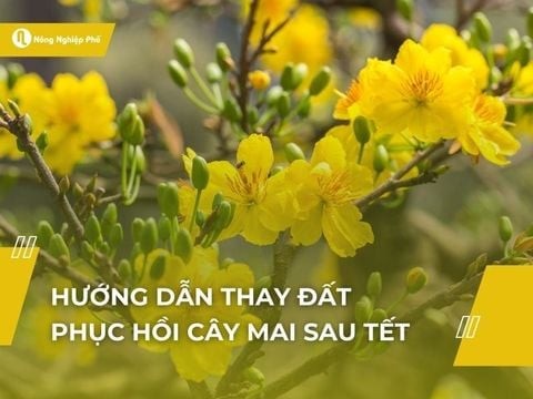 Hướng dẫn thay đất phục hồi cây mai sau tết