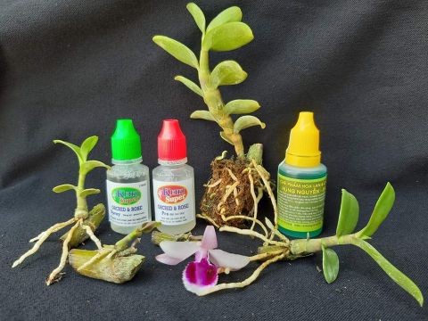 Keiki hoa lan và những điều chưa biết cho người mới bắt đầu | Nông Nghiệp Phố