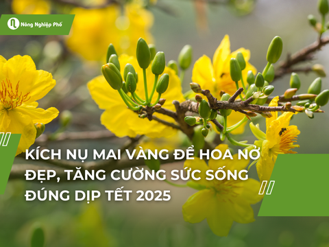 Kích nụ mai vàng để hoa nở đẹp đúng dịp Tết 2025