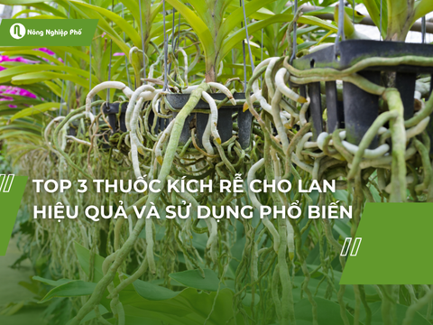 Top 3 thuốc kích rễ giúp lan phục hồi và phát triển siêu tốc