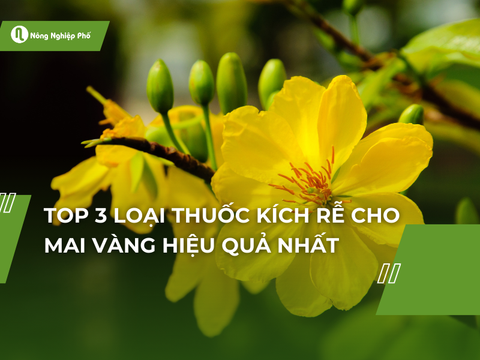 Top 3 loại thuốc kích rễ cho mai vàng hiệu quả nhất
