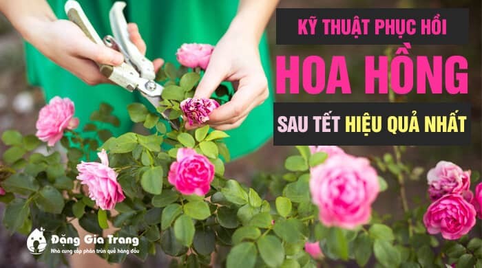 Cách chăm sóc cây hoa hồng sau Tết hiệu quả cho người mới, đơn giản