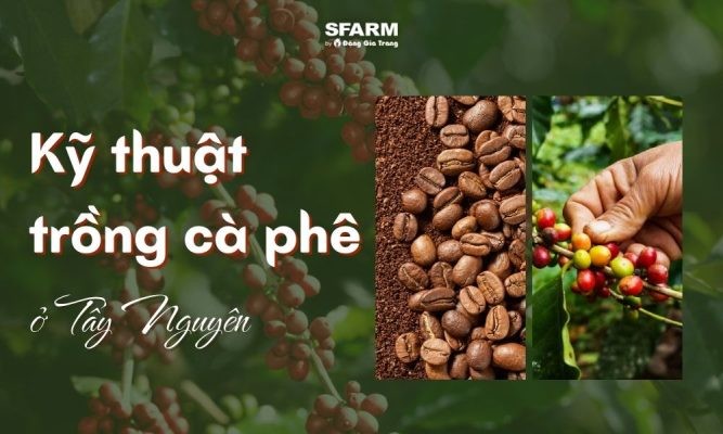 Kỹ thuật trồng cà phê ở Tây Nguyên đạt năng suất và chất lượng vượt trội