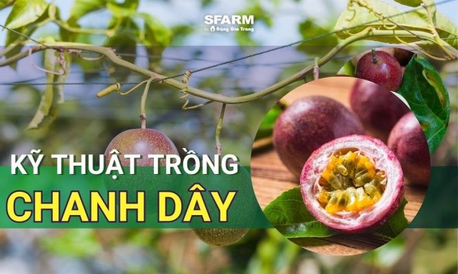 Kỹ thuật trồng chanh dây đạt năng suất cao từ giai đoạn chuẩn bị đến thu hoạch
