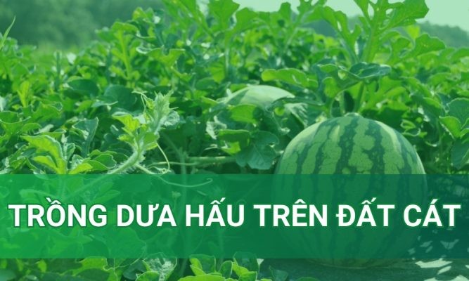 Kỹ thuật trồng dưa hấu trên đất cát: Quy trình từ A-Z cho vụ mùa bội thu
