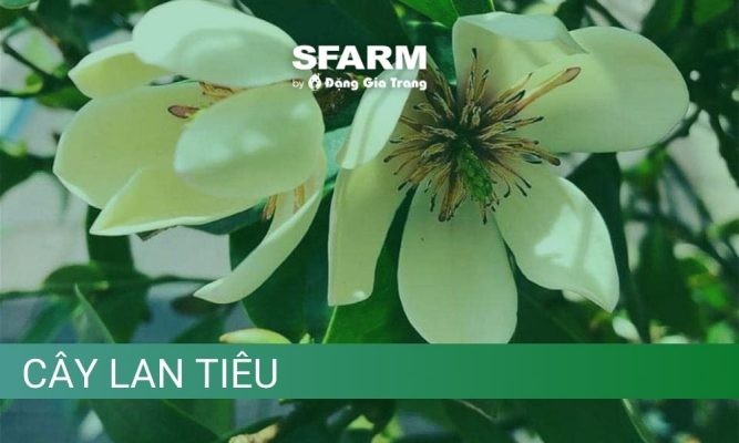 Kỹ thuật trồng và chăm sóc cây lan tiêu nở rực rỡ quanh năm