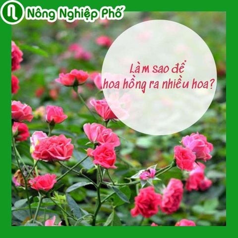 Làm sao để hoa hồng ra nhiều hoa | Nông nghiệp phố
