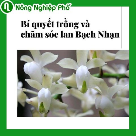 Bí quyết trồng và chăm sóc lan Bạch Nhạn | Nông nghiệp phố