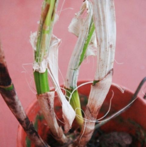 Bệnh héo úa và cách phòng trị đơn giản | Nông nghiệp phố