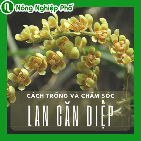 Cách trồng và chăm sóc lan căn diệp | Nông nghiệp phố