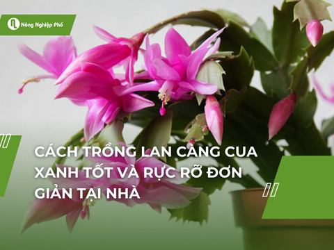 Cách trồng lan càng cua xanh tốt và rực rỡ đơn giản tại nhà