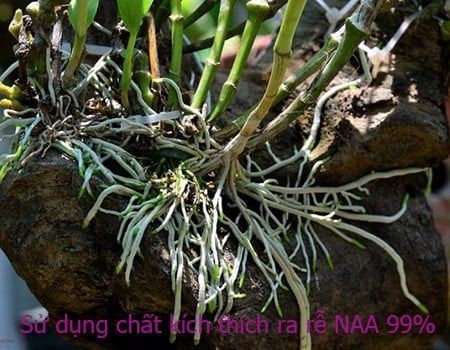 Nguyên nhân lan chậm ra rễ và cách xử lý | Nông nghiệp phố