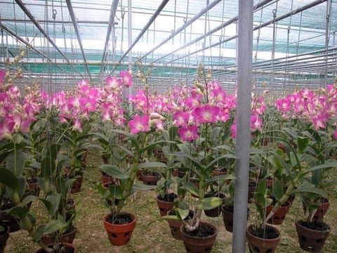 Thế nào là lan Công Nghiệp? | Nông Nghiệp Phố