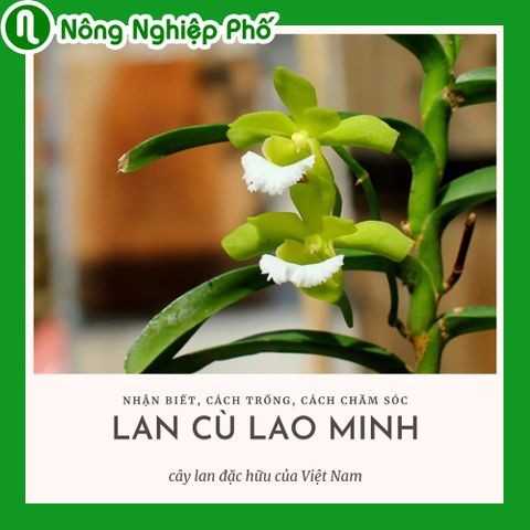 Nhận biết, trồng và chăm sóc lan Cù lao minh | Nông nghiệp phố