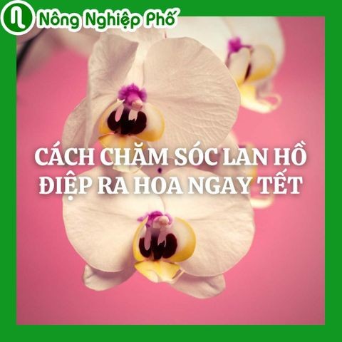 Cách chăm sóc lan hồ điệp ra hoa ngay Tết | Nông nghiệp phố