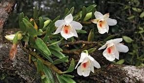 Cách Trồng chi Lan Hoàng Thảo (Dendrobium) bạn đã biết | Nông nghiệp phố