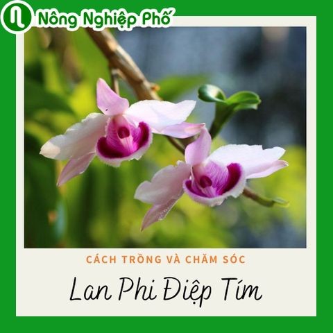 Lan phi điệp tím, cách trồng và chăm sóc | Nông nghiệp phố