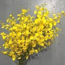 Top 9 loài lan vũ nữ được ưa chuộng nhất hiện nay | Nông nghiệp phố