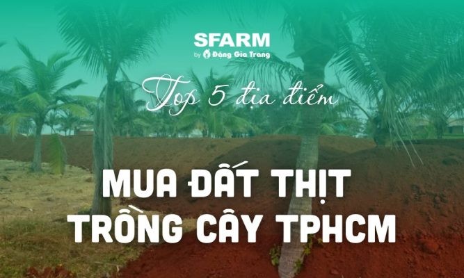 6 nơi mua đất thịt trồng cây TPHCM giá tốt, chất lượng, uy tín