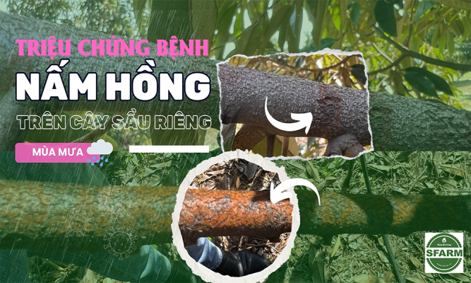 Bệnh nấm hồng trên cây sầu riêng: Nguyên nhân, dấu hiệu & cách xử lý bằng giải pháp sinh học