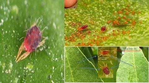 Cách phòng trị nhện đỏ hại hoa hồng