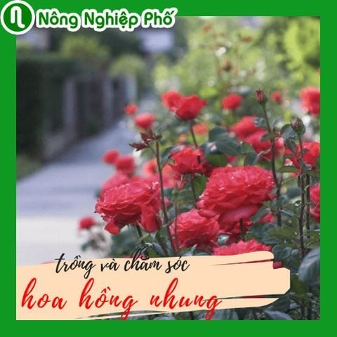 Hoa hồng nhung - Phân loại, cách trồng và chăm sóc | Nông Nghiệp Phố