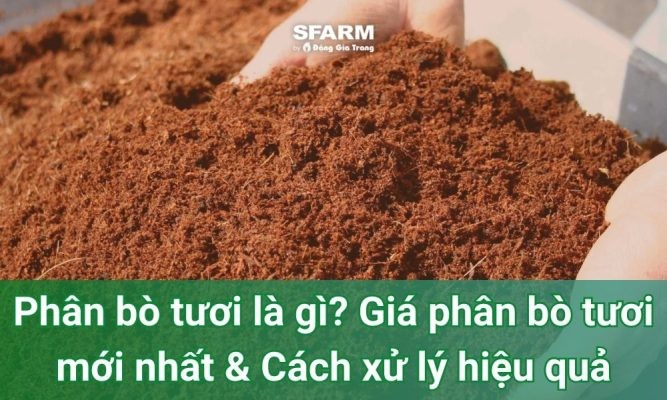 Phân bò tươi là gì? Giá phân bò tươi mới nhất & Cách xử lý hiệu quả