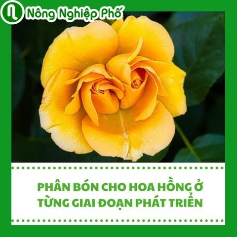 Phân bón cho hoa hồng ở từng giai đoạn phát triển | Nông nghiệp phố