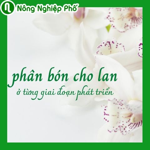 Phân bón cho lan ở từng giai đoạn phát triển | Nông nghiệp phố