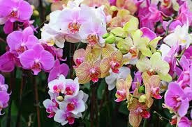 Biểu hiện phong lan thiếu phân vi lượng | Nông nghiệp phố