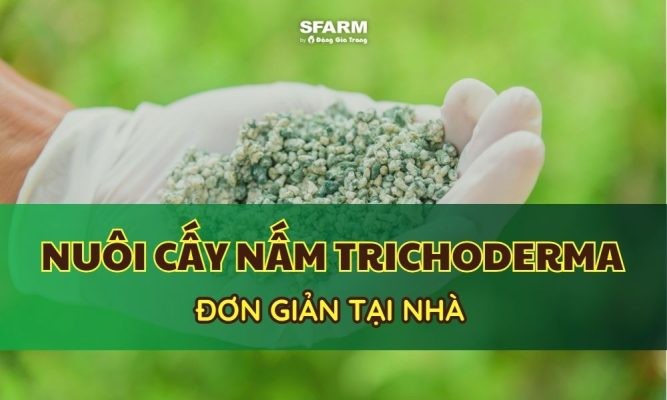 Quy trình nuôi cấy nấm Trichoderma đơn giản và hiệu quả tại nhà