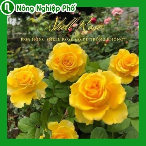 Hoa hồng Shell Rose có dễ trồng không | Nông Nghiệp Phố
