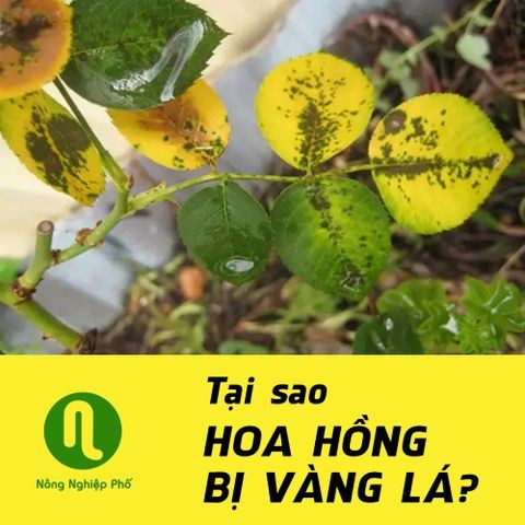 TẠI SAO HOA HỒNG BỊ VÀNG LÁ?