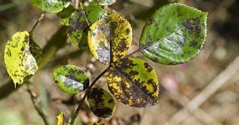 Bệnh đốm đen hoa hồng và cách phòng trị