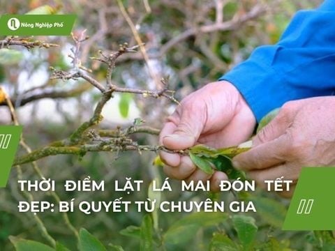 Thời điểm lặt lá mai đón Tết 2025 đẹp: Bí quyết từ chuyên gia
