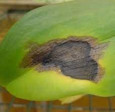 Cách trị bệnh thối nâu trên cây lan | Nông nghiệp phố