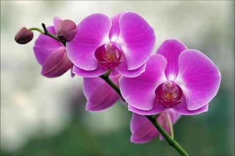 Kinh nghiệm chọn lan cho người mới bắt đầu | Nông Nghiệp Phố
