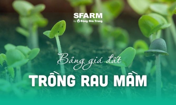 Bảng giá đất trồng rau mầm mới nhất, cập nhật năm 2024