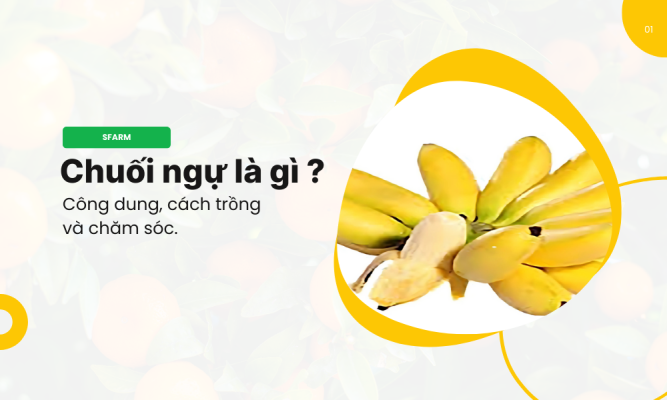 Chuối ngự là chuối gì? Kỹ thuật trồng chuối ngự Đại Hoàng