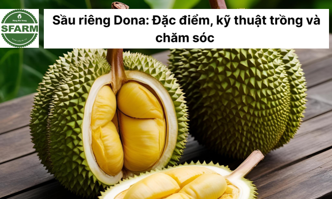 Sầu riêng Dona: Đặc điểm, kỹ thuật trồng và chăm sóc cho ra năng suất tốt