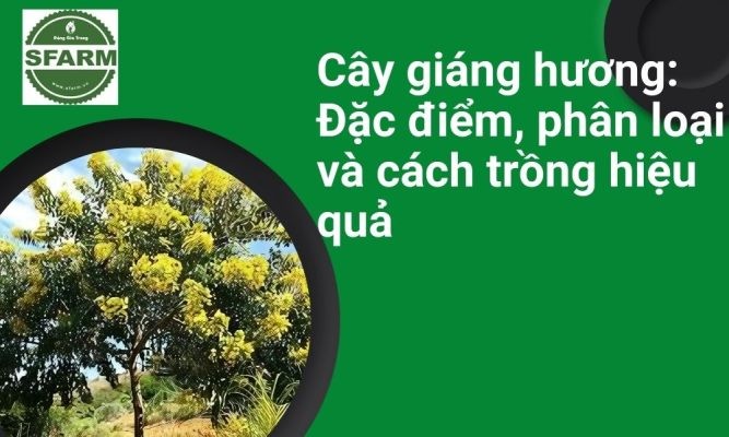 Cây giáng hương: Đặc điểm, phân loại và cách trồng hiệu quả
