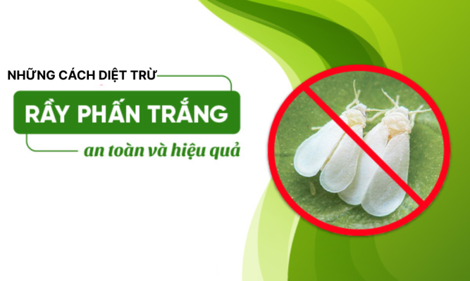 Rầy phấn trắng hại sầu riêng: Dấu hiệu và cách phòng trị hiệu quả