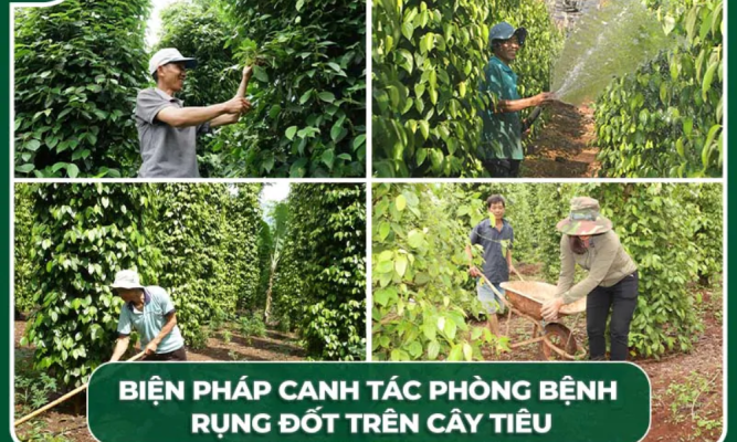 Cách nhận biết sớm bệnh rụng đốt trên cây tiêu và kỹ thuật xử lý dứt điểm