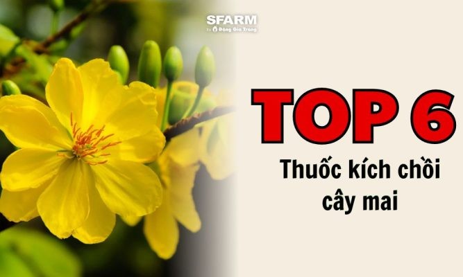 Top 6 thuốc kích chồi cây mai và bí quyết phục hồi mai hiệu quả