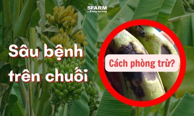 Tổng hợp cách phòng trừ sâu bệnh trên chuối hiệu quả