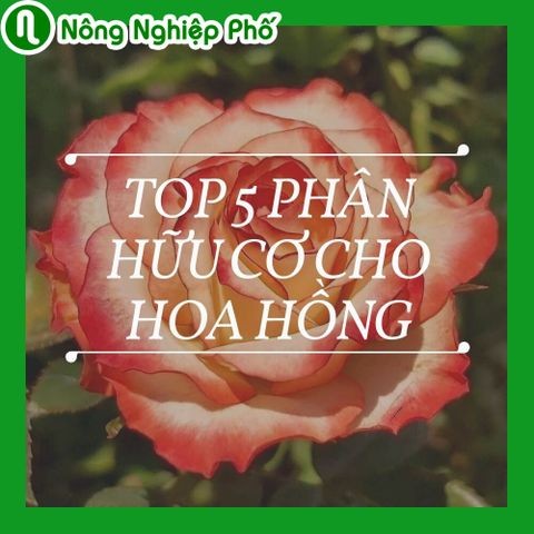 Top 5 phân hữu cơ tốt nhất cho hoa hồng | Nông nghiệp phố